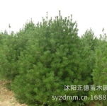沐陽(yáng)正德苗木 綠色生態(tài)的守望者與踐行者