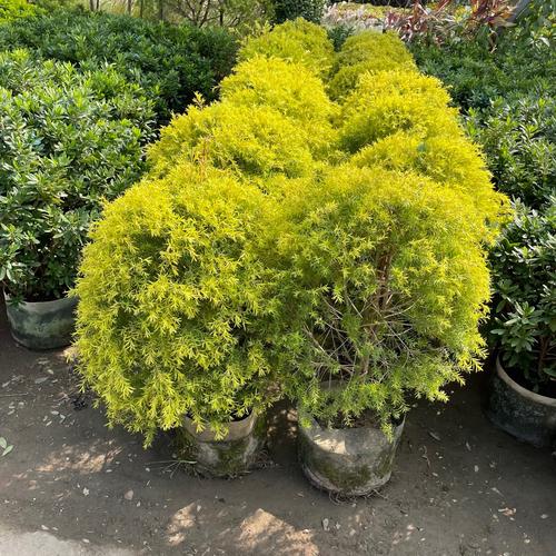 寶樹花卉 花卉樹木種植的實踐指南與美學探索