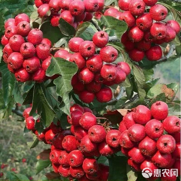 帶花帶果盆栽山楂 矮化南北方耐寒種植，甜紅子盆景養(yǎng)護(hù)全指南