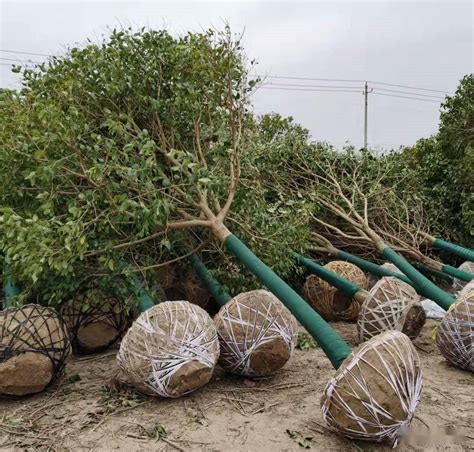 北方庭院適合種什么？十大耐寒苗木花卉排名及種植指南