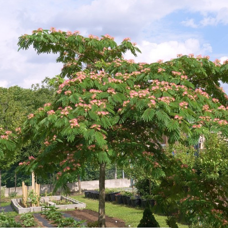 合歡、芙蓉與銀葉金合歡 庭院樹種的南北種植指南