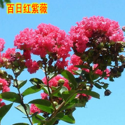 美國紅火箭紫薇 庭院綠化中的耐寒瑰寶