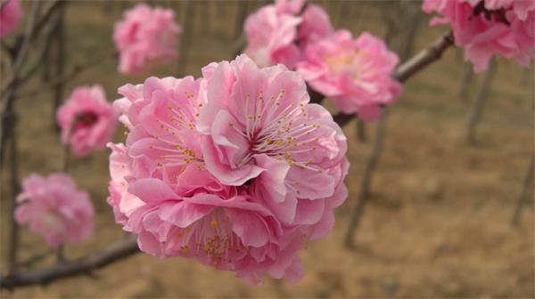 遼寧梅花樹岱下花卉梅花基地 北方寒地梅花樹種植與花卉樹木生產(chǎn)的引領(lǐng)者