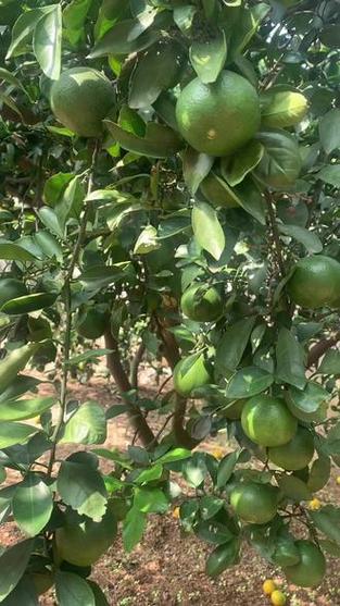 猜猜這是什么樹(shù)？從葉片、花朵到果實(shí)，一探究竟