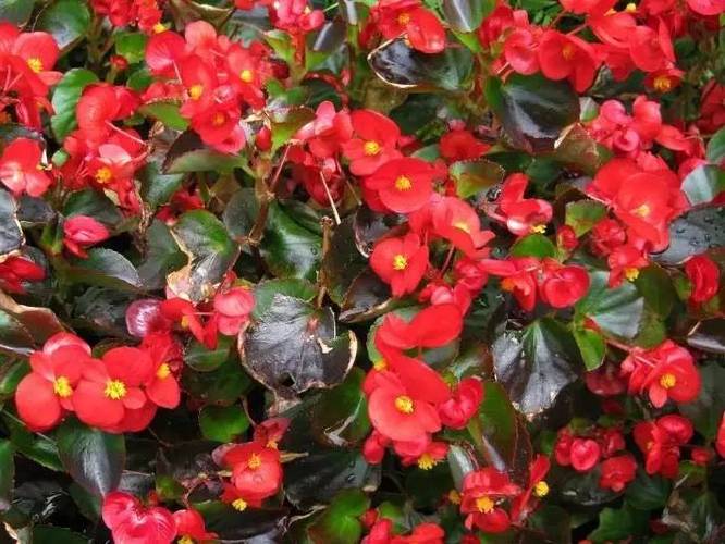 520種常見(jiàn)園林花卉樹(shù)木第75期 花卉樹(shù)木種植指南